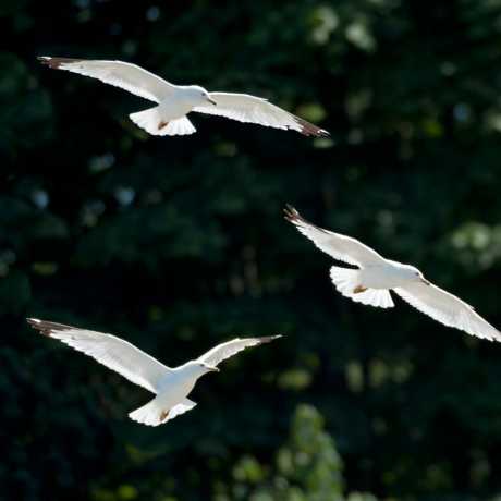 4 demonios blancos