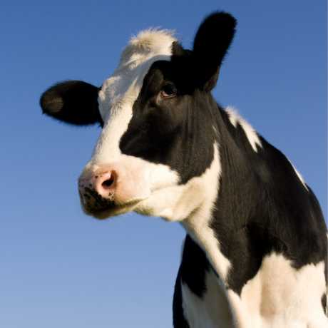 Leche de vaca