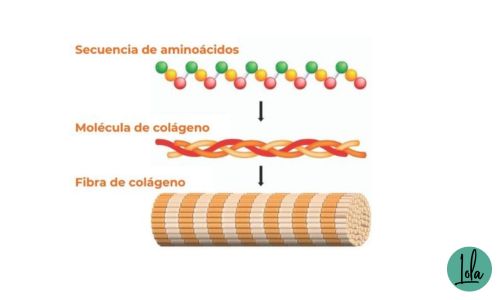 Colágeno para las arrugas