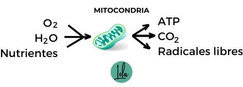 funcion mitocondria