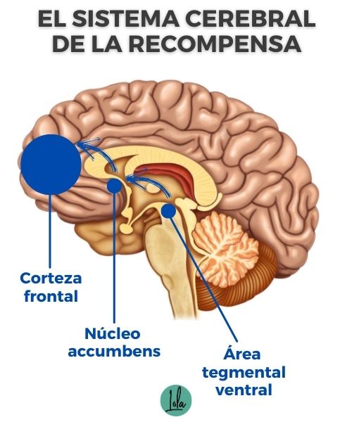 sistema cerebral de recompensa