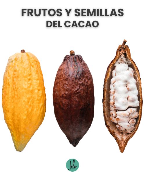 fruto cacao