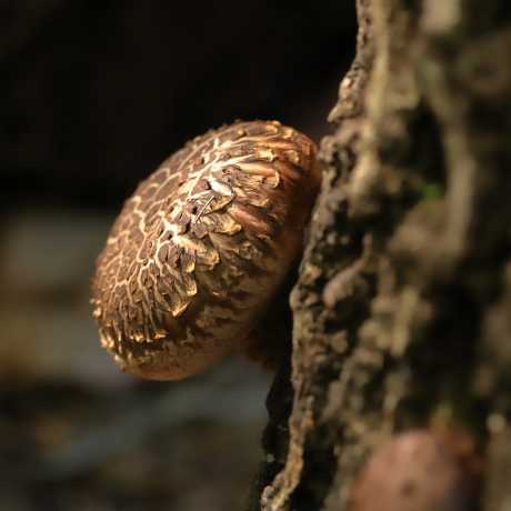 shiitake propiedades