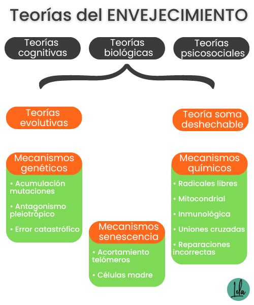 teorias envejecimiento