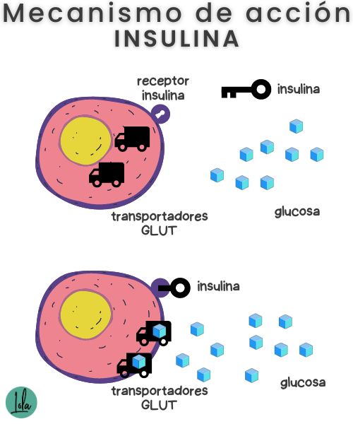 cómo funciona insulina