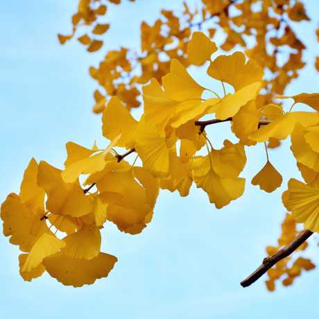 propiedades ginkgo biloba