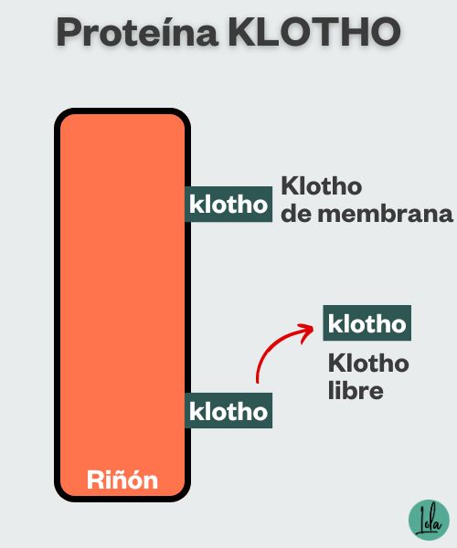 Proteína klotho qué es