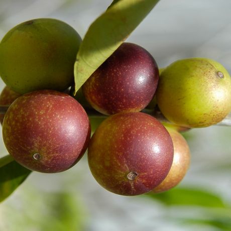 Camu camu, el rey de la vitamina C 12