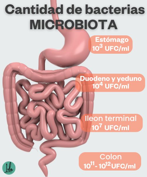 Cantidad bacterias intestino