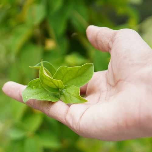 Gymnema sylvestre