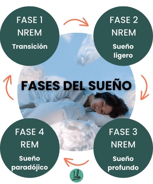 fases del sueno